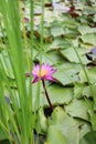 Purple lotus landscape lotus pond green beautiful nature Royalty Free Stock Photo