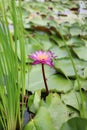 Purple lotus landscape lotus pond green beautiful nature Royalty Free Stock Photo