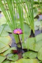 Purple lotus landscape lotus pond green beautiful nature Royalty Free Stock Photo