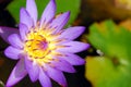 Purple Lotus / Lily Royalty Free Stock Photo