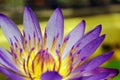 Purple Lotus / Lily Royalty Free Stock Photo