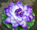 Purple Lotus. Outwit the truth of the fake. Artificial plant. Royalty Free Stock Photo