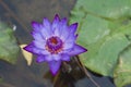 Purple lotus. Royalty Free Stock Photo