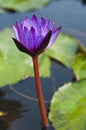 Purple lotus. Royalty Free Stock Photo