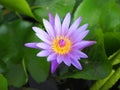 Purple lotus in pond Royalty Free Stock Photo