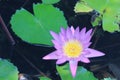 Purple Lotus Pond in the natural beauty Royalty Free Stock Photo