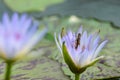 A purple lotus