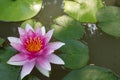 Purple lotus in pound Royalty Free Stock Photo