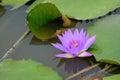 A purple lotus stands above the water