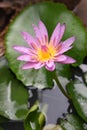 Purple lotus with water droplets close-up Royalty Free Stock Photo