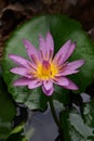 Purple lotus with water droplets close-up Royalty Free Stock Photo