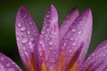 Purple lotus with water droplets close-up Royalty Free Stock Photo