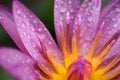 Purple lotus with water droplets close-up Royalty Free Stock Photo