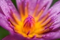 Purple lotus with water droplets close-up Royalty Free Stock Photo