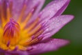 Purple lotus with water droplets close-up Royalty Free Stock Photo