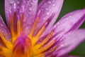 Purple lotus with water droplets close-up Royalty Free Stock Photo