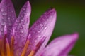 Purple lotus with water droplets close-up Royalty Free Stock Photo