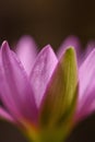 Purple lotus with water droplets close-up Royalty Free Stock Photo