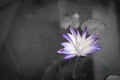 purple lotus ,water lilly Royalty Free Stock Photo