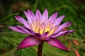 Purple lotus water lily flower  blooming with drop of water after rain in garden Royalty Free Stock Photo