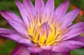 Purple lotus water lily flower  blooming with drop of water after rain in garden Royalty Free Stock Photo