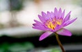 Purple lotus(water lily) with green leaf in pond and Bokeh