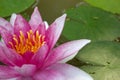 Purple lotus Royalty Free Stock Photo