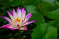 Purple lotus yellow petal with abstract lotus leaves pattern green background low light under shade of tree