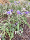 Purple lower bittersweet nightshade background Royalty Free Stock Photo