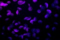 Purple luminescent jellyfish swimming in deep, dark ocean.