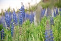 Purple Lupin - beautiful wild flowers on Newfoundland, Canada