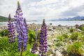 Purple lupin flower in autumn in Tekapo, New Zealand Royalty Free Stock Photo