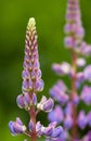 Purple lupin