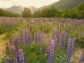Purple lupin flower with mountain background, New Zealand Royalty Free Stock Photo