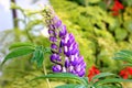 Purple lupin flower