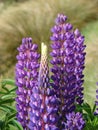 Purple lupin flowers