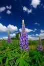 Purple Lupin Flowers