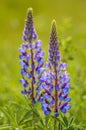 Purple Lupin flowers and Bumble Bee, in green field, backit by warm hazy morning sunlight.