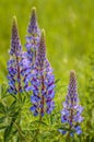 Purple Lupin flowers, Lupinus arcticus, in green field, backit by warm hazy morning springtime sunlight.