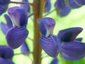 Purple lupin petals