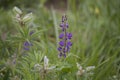 Purple lupine blossom at meadow in summer Royalty Free Stock Photo