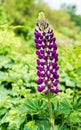 Purple lupine blossom