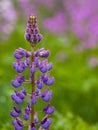 Purple lupine flower