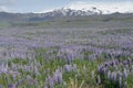 Purple Lupine flower fields, Iceland