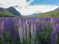 Purple lupine flower filed with mountain Royalty Free Stock Photo