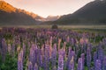 Purple lupine flower full bloom with mountain background, New Zealand Royalty Free Stock Photo