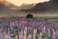 Purple lupine flower with mountain background morning view Royalty Free Stock Photo