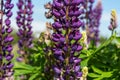 Purple lupine flowers background Royalty Free Stock Photo