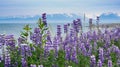 Purple Lupine Flowers Background Homer Alaska