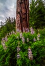 Ponderosa Pine Tree, Washington State Royalty Free Stock Photo